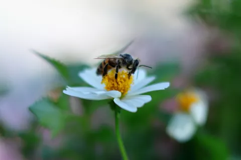 Abeille butinant une petite fleur blanche au cœur jaune, sur fond flou.